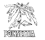 POINSETTIA