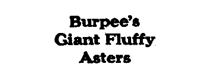 BURPEE'S GIANT FLUFFY ASTERS