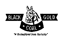 BLACK GOLD COAL A THOROUGHBRED FROM KENTUCKY