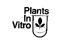 PLANTS IN VITRO