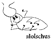 ALOISCHUS