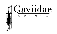 GAVIIDAE COMMON