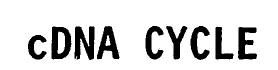 CDNA CYCLE