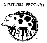 SPOTTED PECCARY
