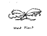 WHEAT PLANT