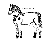 PANHANDLE PONY