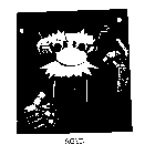 RGYD