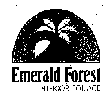 EMERALD FOREST INTERIOR FOLIAGE