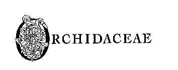 ORCHIDACEAE