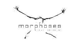 MORPHOSES THE WHEELDON COMPANY