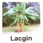 LACGIN MUSIC