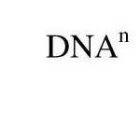 DNA N