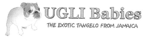 UGLI BABIES THE EXOTIC TANGELO FROM JAMAICA