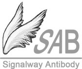 SAB SIGNALWAY ANTIBODY