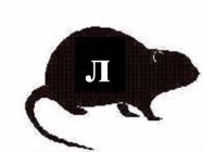 PI RATS