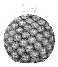 Image Trademark