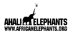 AHALI ELEPHANTS. WWW.AFRICANELEPHANTS.ORG.