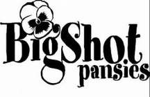 BIG SHOT PANSIES