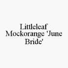 LITTLELEAF MOCKORANGE 'JUNE BRIDE'