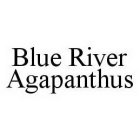 BLUE RIVER AGAPANTHUS