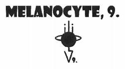 MELANOCYTE, 9. 9.