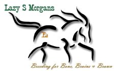 LS LAZY S MORGANS BREEDING FOR BONE, BRAINS & BRAWN