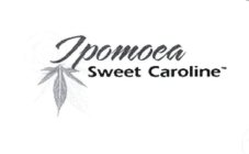 IPOMOEA SWEET CAROLINE