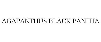 AGAPANTHUS BLACK PANTHA