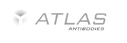 Y ATLAS ANTIBODIES