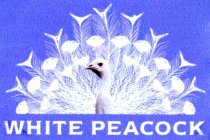 WHITE PEACOCK