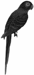 Image Trademark
