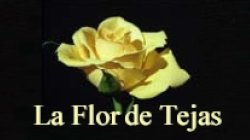 LA FLOR DE TEJAS