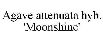 AGAVE ATTENUATA HYB. 'MOONSHINE'