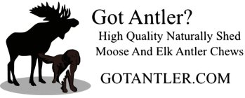 GOT ANTLER? HIGH QUALITY NATURALLY SHED MOOSE AND ELK ANTLER CHEWS GOTANTLER.COM