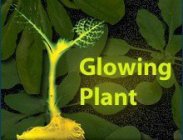 GLOWING PLANT