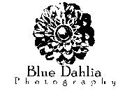 BLUE DAHLIA PHOTOGRAPHY