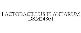 LACTOBACILLUS PLANTARUM DSM24801