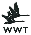 WWT