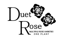 DUET ROSE MULTIPLE ROSE VARIETIES ONE PLANT