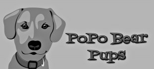 POPO BEAR PUPS