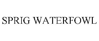SPRIG WATERFOWL