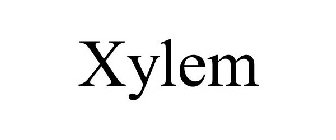 XYLEM
