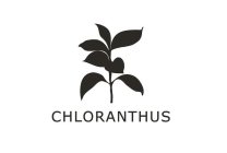 CHLORANTHUS