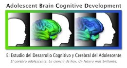 ADOLESCENT BRAIN COGNITIVE DEVELOPMENT EL ESTUDIO DEL DESARROLLO COGNITIVO Y CEREBRAL DEL ADOLESCENTE EL CEREBRO ADOLESCENTE. LA CIENCIA DE HOY. UN FUTURO MÁS BRILLANTE.