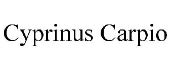 CYPRINUS CARPIO