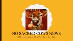 NO SACRED COWS NEWS ALL THE NEWS THAT'S FIT TO OWN