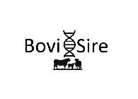 BOVI SIRE