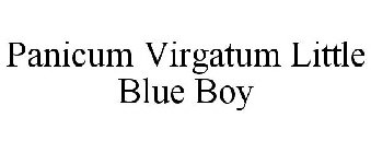 PANICUM VIRGATUM LITTLE BLUE BOY