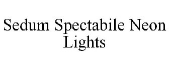 SEDUM SPECTABILE NEON LIGHTS