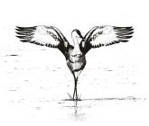 Image Trademark